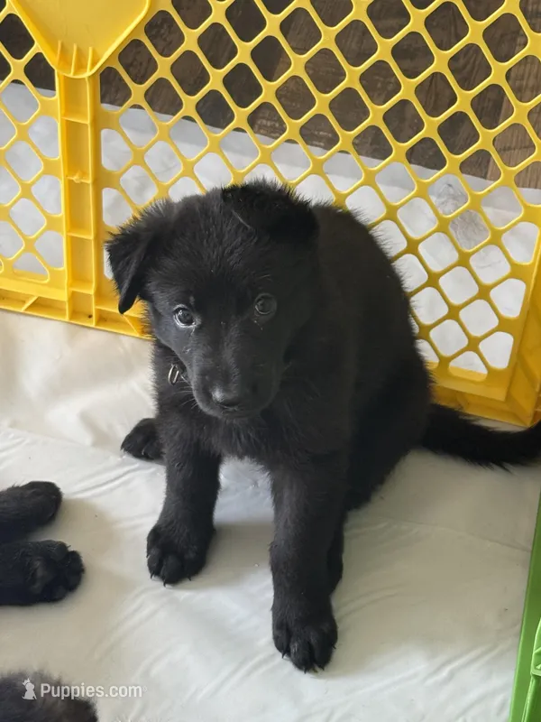 Orange  – German Shepherd Dog puppy for sale in Houston, TX