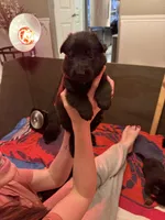 Orange , a male German Shepherd Dog for sale in Houston, TX – Photo 6 of 6