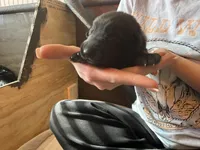 Orange , a male German Shepherd Dog for sale in Houston, TX – Photo 4 of 6