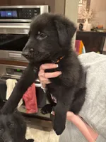 Orange , a male German Shepherd Dog for sale in Houston, TX – Photo 5 of 6