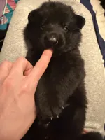 Dark Green , a female German Shepherd Dog for sale in Houston, TX – Photo 3 of 5