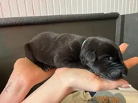 Dark Green , a female German Shepherd Dog for sale in Houston, TX – Photo 4 of 5