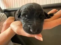 Dark Green , a female German Shepherd Dog for sale in Houston, TX – Photo 5 of 5