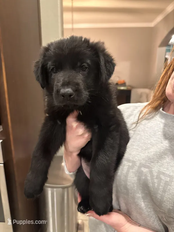 Dark Green  – German Shepherd Dog puppy for sale in Houston, TX