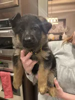 Yellow , a female German Shepherd Dog for sale in Houston, TX – Photo 1 of 5