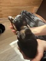 Yellow , a female German Shepherd Dog for sale in Houston, TX – Photo 3 of 5