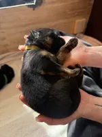 Yellow , a female German Shepherd Dog for sale in Houston, TX – Photo 5 of 5