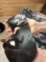 Yellow , a female German Shepherd Dog for sale in Houston, TX – Photo 4 of 5