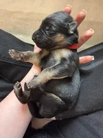 Red , a male German Shepherd Dog for sale in Houston, TX – Photo 3 of 5