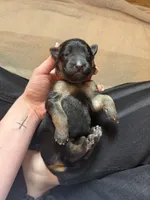 Red , a male German Shepherd Dog for sale in Houston, TX – Photo 4 of 5