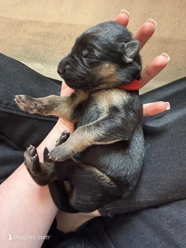 Red  – German Shepherd Dog puppy for sale in Houston, TX