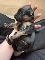 Red , a male German Shepherd Dog for sale in Houston, TX – Photo 1 of 5