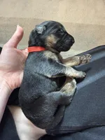 Red , a male German Shepherd Dog for sale in Houston, TX – Photo 2 of 5