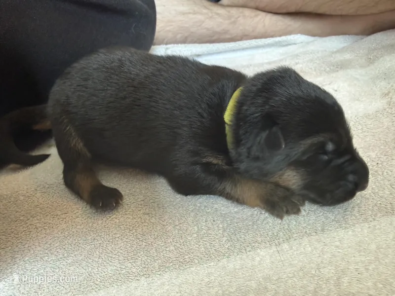 Lime Green  – German Shepherd Dog puppy for sale in Houston, TX