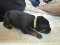 Lime Green , a male German Shepherd Dog for sale in Houston, TX – Photo 2 of 3