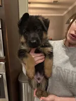 Lime Green , a male German Shepherd Dog for sale in Houston, TX – Photo 3 of 3