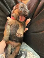 Pink , a female German Shepherd Dog for sale in Houston, TX – Photo 6 of 6