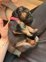 Pink , a female German Shepherd Dog for sale in Houston, TX – Photo 4 of 6