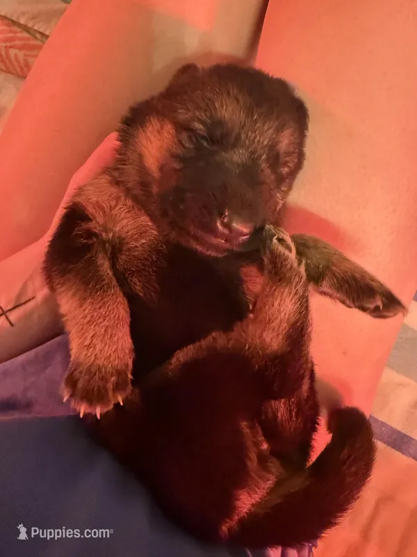 Pink  – German Shepherd Dog puppy for sale in Houston, TX