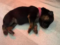 Pink , a female German Shepherd Dog for sale in Houston, TX – Photo 3 of 6