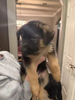 Pink , a female German Shepherd Dog for sale in Houston, TX – Photo 2 of 6