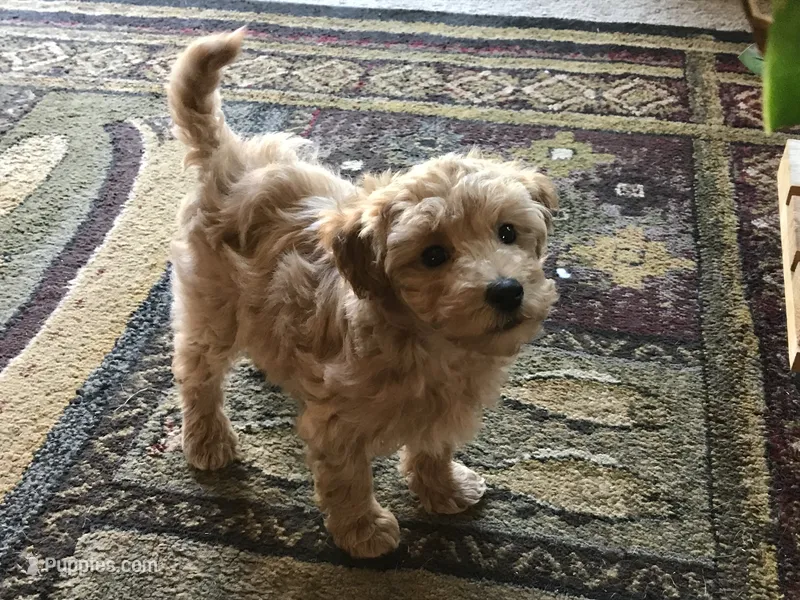 Happy Henry – Maltipoo puppy for sale in Lexington, MI
