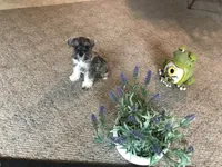 Spring , a female Miniature Schnauzer for sale in Lexington, MI – 2 of 2