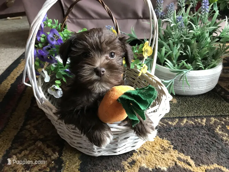 Little Spring  – Miniature Schnauzer puppy for sale in Lexington, MI