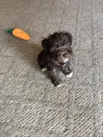 Little Spring , a female Miniature Schnauzer for sale in Lexington, MI – Photo 2 of 2