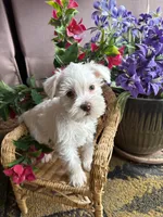 Handsome Harold, a male Miniature Schnauzer for sale in Lexington, MI – Photo 2 of 2