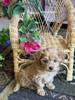 LOVIE , a female Maltipoo for sale in Lexington, MI – 2 of 2