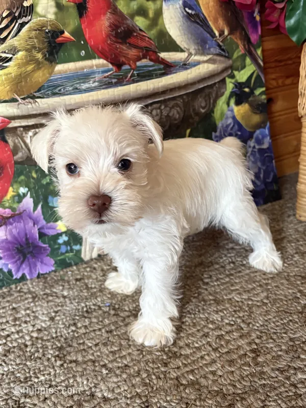 Winston – Miniature Schnauzer puppy for sale in Lexington, MI