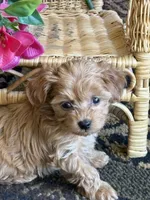 LOVIE , a female Maltipoo for sale in Lexington, MI – 1 of 2
