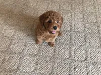 Rascal Ralph, a male Poodle - Toy  for sale in Lexington, MI – Photo 2 of 2