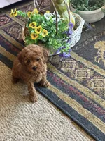 Rascal Ralph, a male Poodle - Toy  for sale in Lexington, MI – Photo 1 of 2