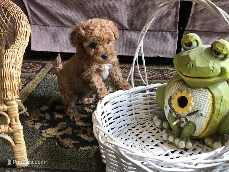 Little ROSIE  – Maltipoo puppy for sale in Lexington, MI