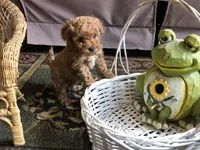 Little ROSIE , a female Maltipoo for sale in Lexington, MI – 1 of 2