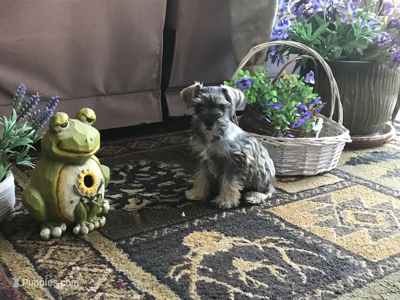 Spring  – Miniature Schnauzer puppy for sale in Lexington, MI