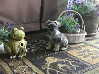 Spring , a female Miniature Schnauzer for sale in Lexington, MI – 1 of 2