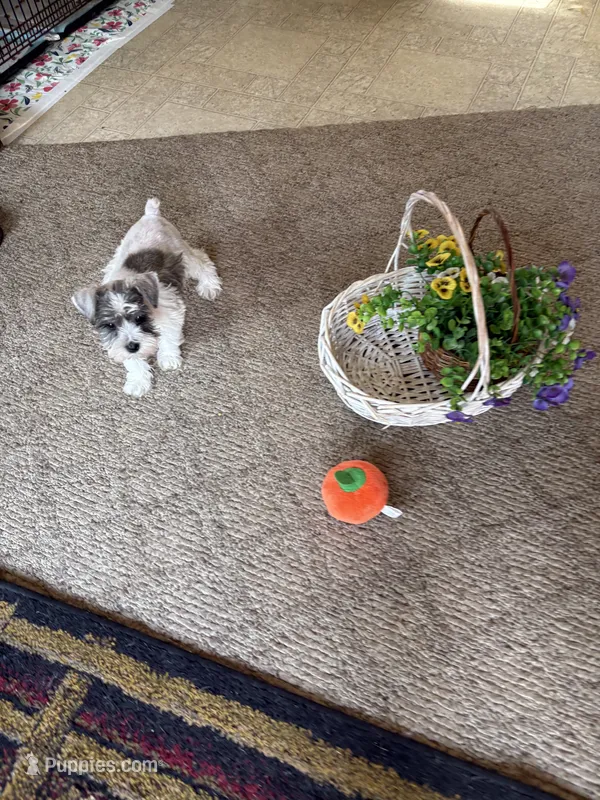 Little Gretchen – Miniature Schnauzer puppy for sale in Lexington, MI