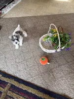 Little Gretchen, a female Miniature Schnauzer for sale in Lexington, MI – 1 of 1
