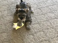 WINSTON, a male Miniature Schnauzer for sale in Lexington, MI – 3 of 3