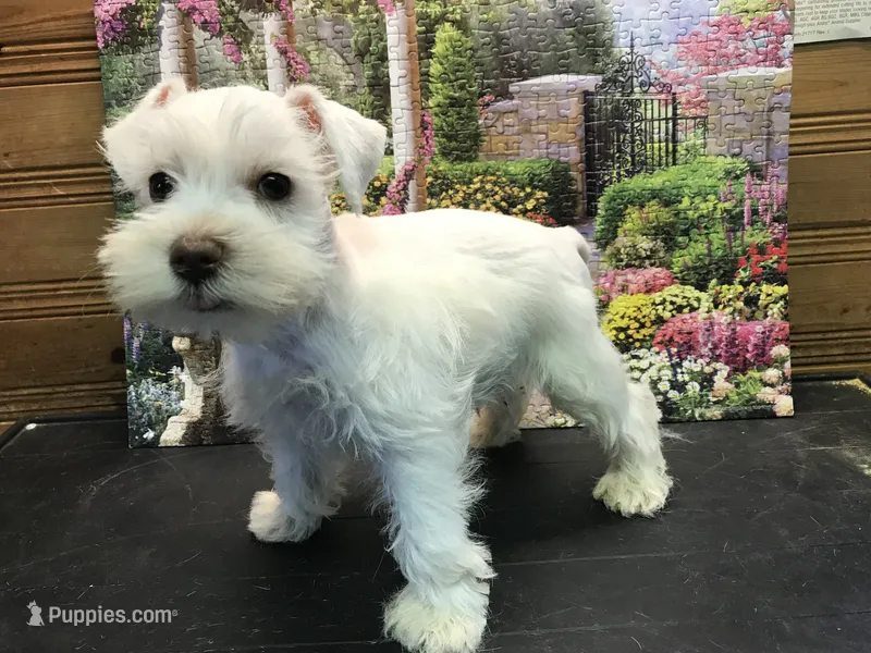 Winston – Miniature Schnauzer puppy for sale in Lexington, MI