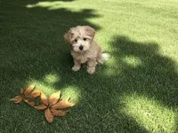 Female puppy , a female Maltipoo for sale in Lexington, MI – 1 of 1