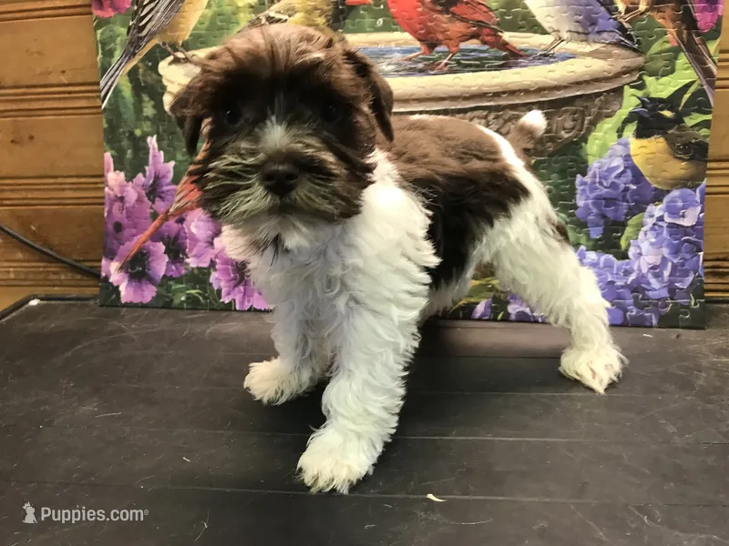 CHARLIE – Miniature Schnauzer puppy for sale in Lexington, MI