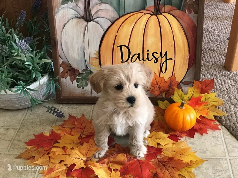 Daisy  – Maltipoo puppy for sale in Lexington, MI
