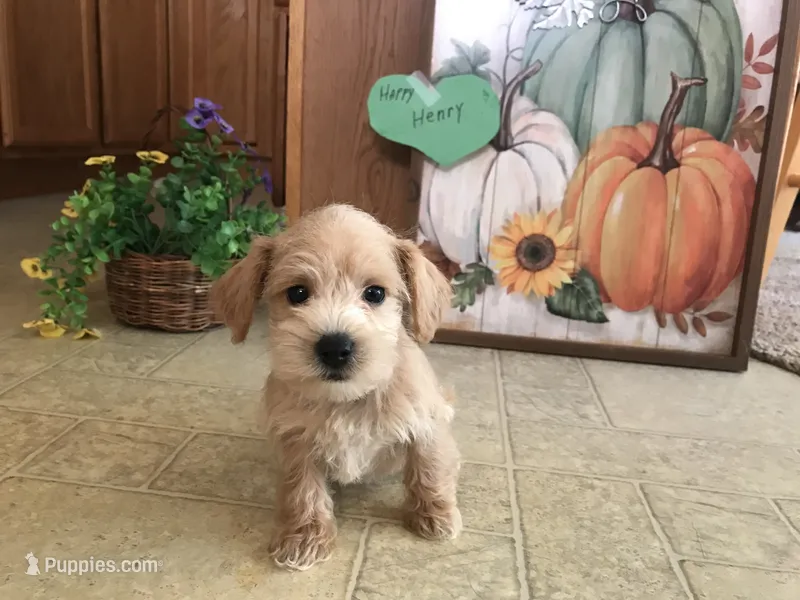 Happy Henry  – Maltipoo puppy for sale in Lexington, MI