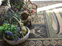 Loveable Lucy, a female Poodle - Toy  for sale in Lexington, MI – Photo 2 of 2