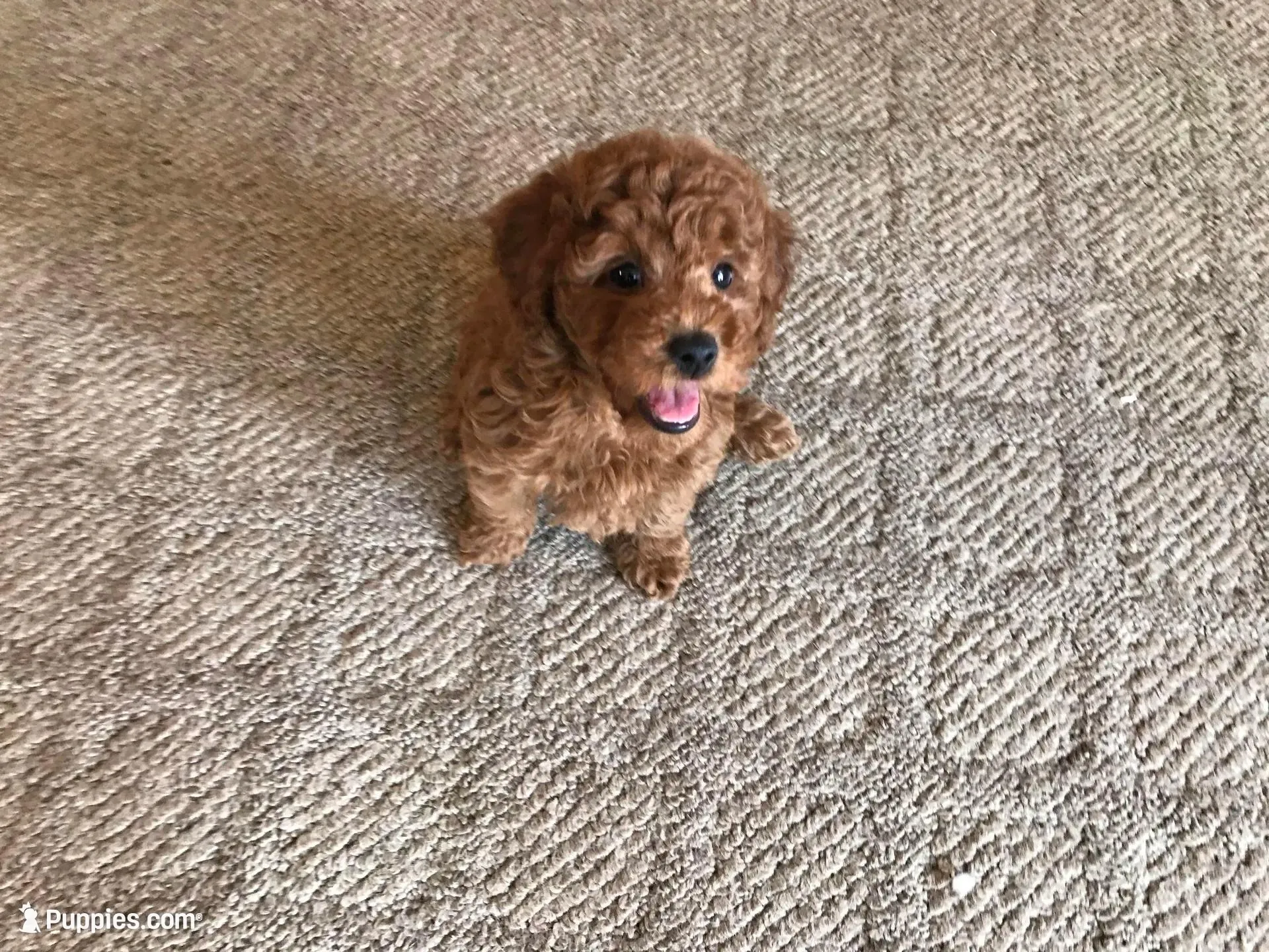 Loveable Lucy, a female Poodle - Toy  for sale in Lexington, MI – Photo 1 of 2
