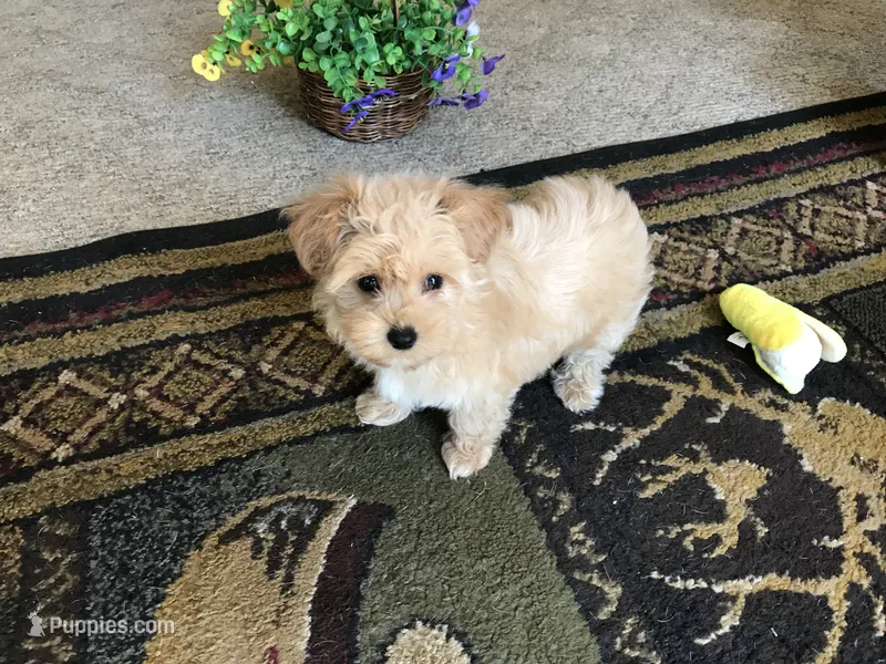 SWEET ABBY – Maltipoo puppy for sale in Lexington, MI